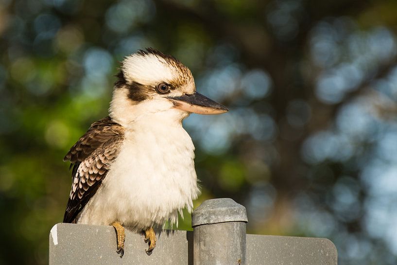 Kookaburra by Jouke Wijnstra Fotografie