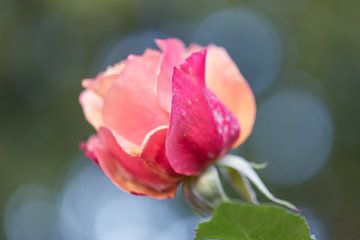 oranje roze van Tania Perneel