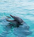 Delphin fängt einen Fisch von ChrisWillemsen Miniaturansicht