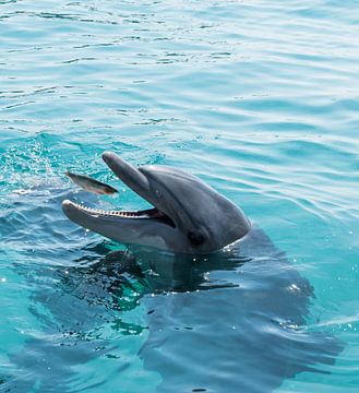 Dolphin swimming in the in red sea of Israel near the city off Eilat by ChrisWillemsen