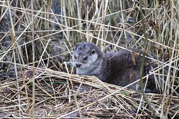 otter by jesper makkinje