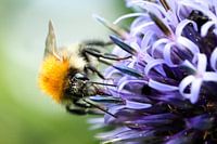 Bumblebee on flower