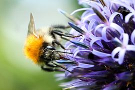 Bumblebee on flower by Sharon Dijkhuizen