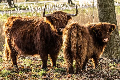 Schotse hooglander,dier,natuur,schattig,lief, zoogdier,