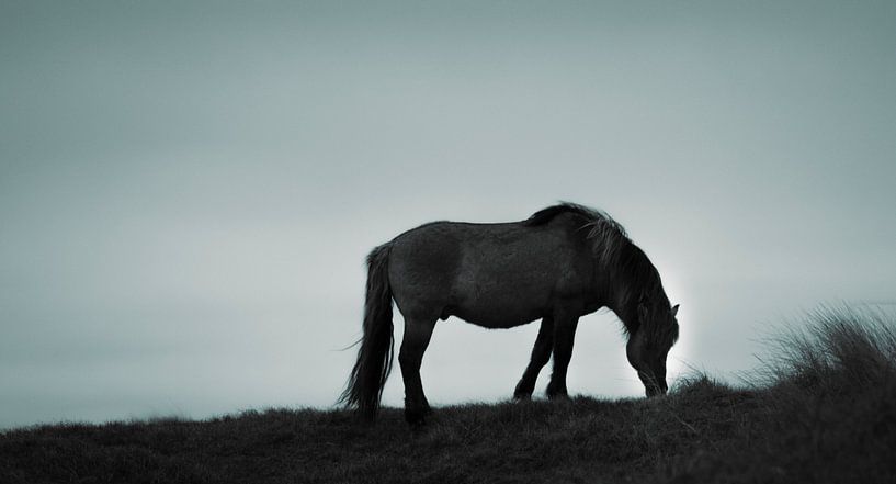 Przewalski Paard van Foto Studio Labie
