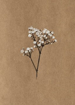 Baby's Breath by Suelio