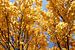 Goldener Herbst von christine b-b müller