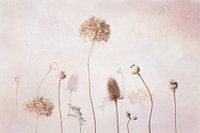 Nature morte à fleur sèche