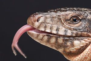 Teju rouge (Salvator rufescens)