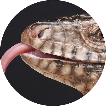 Rode Teju (Salvator rufescens)