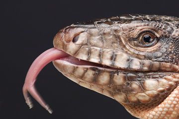 Rode Teju (Salvator rufescens) van Ronald Pol