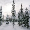 Besneeuwde sparren in Fins Lapland || Poolcirkel, Finland van Suzanne Spijkers