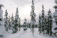Verschneite Fichte in Finnisch-Lappland || Polarkreis, Finnland von Suzanne Spijkers Miniaturansicht