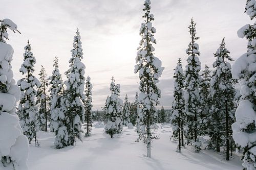 Snowy spruce in Finnish Lapland || Arctic Circle, Finland