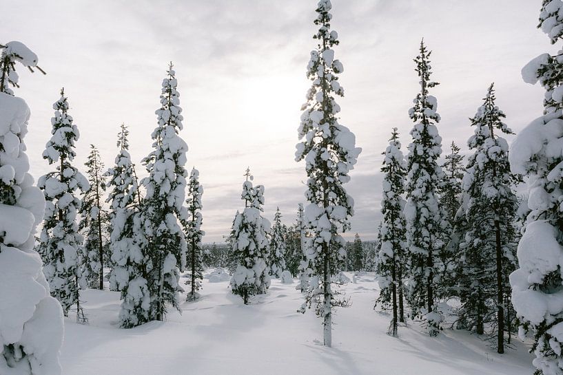 Verschneite Fichte in Finnisch-Lappland || Polarkreis, Finnland von Suzanne Spijkers