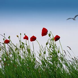 Summer romance op zee van Tanja Riedel