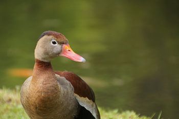 Fotogenieke eend op de Azoren