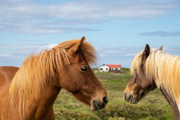 ijslandse paarden op Vatnsness, IJsland van Jan Fritz