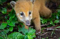 Coati van BL Photography thumbnail