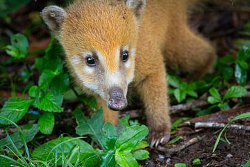 Coati by BL Photography