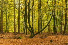 herfst17 van Geertjan Plooijer
