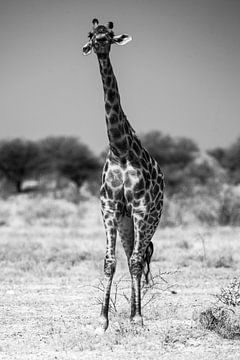 Giraffe in Etosha NP van Henri Kok