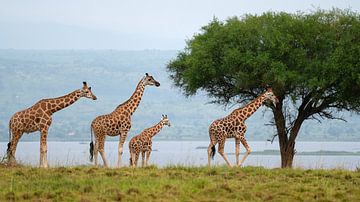 Roodschildgiraffe (Giraffa camelopardalis) van Alexander Ludwig