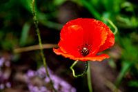 red poppy