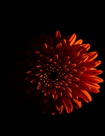 "Ember Chrysanthemum XI" by Ember Bloom