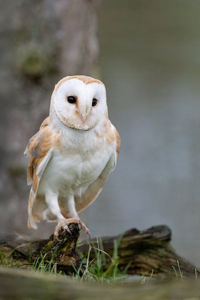 Naturfotografie von Marieke Deinum