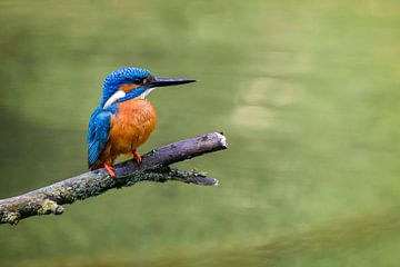 Eisvogel Vogel auf einem Zweig von Sjoerd van der Wal Fotografie