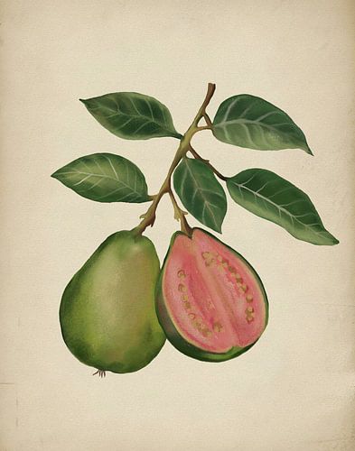 Fresh Guava Botanical