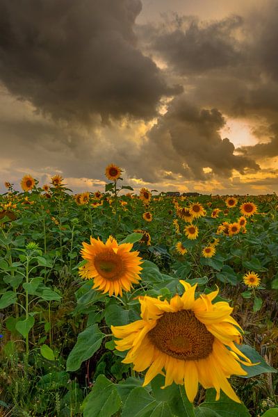 Sunflowers by Andy Luberti