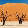 Deadvlei mit toten Bäumen, Wüstenlandschaft der Namib von Jürgen Ritterbach