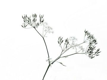 schermbloem silhouet van Hanneke Luit