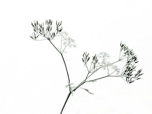 silhouette de l'ombellifère