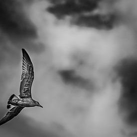 Lone Seagull van Tierfotografie.Harz