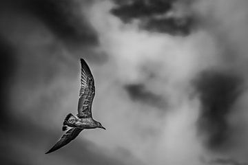 Solitary Gull by Tierfotografie.Harz