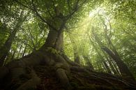 Wonder tree in spring forest by Jeroen Lagerwerf thumbnail
