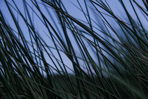 Marram grass on Dutch beach dune