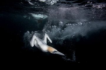 Diving by felipe  foncueva