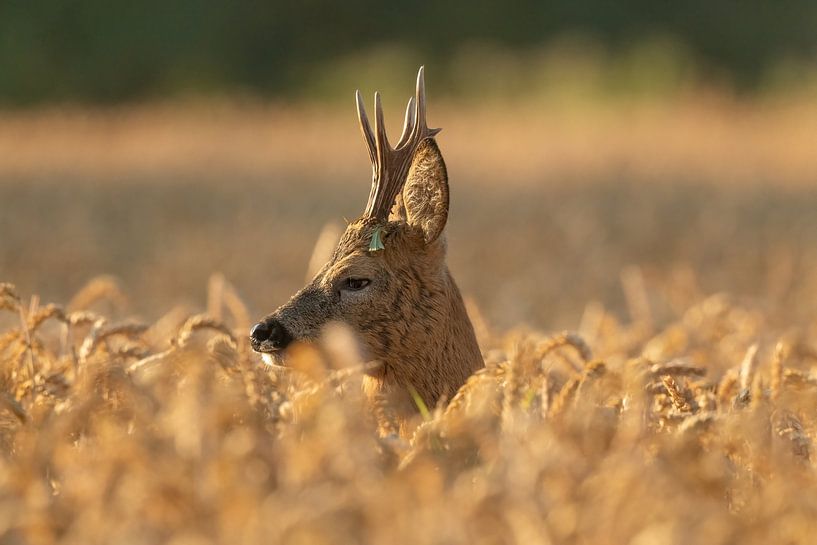 Ree in korenveld1 van Sven Scraeyen