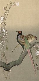 Couple de faisans et de fleurs de cerisier, Ohara Koson - vers 1900