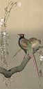 Koppel fazanten en kersenbloesem, Ohara Koson - ca. 1900 van Het Archief thumbnail