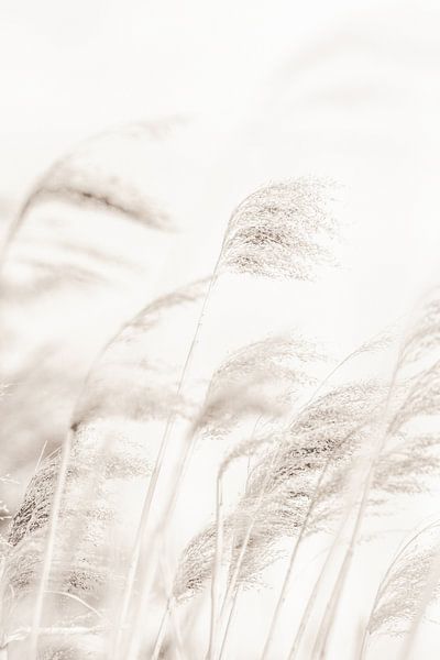 REED van Pictufy Studio III