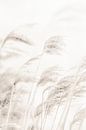 REED van Pictufy Studio III thumbnail
