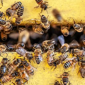 Les abeilles au travail sur Bob Janssen