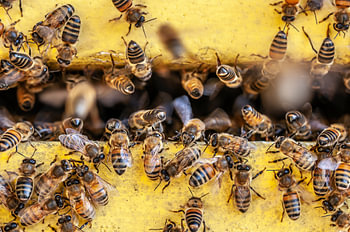 Bienen bei der Arbeit