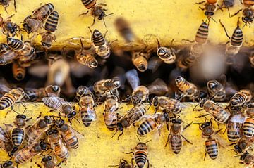 Bees at work by Bob Janssen
