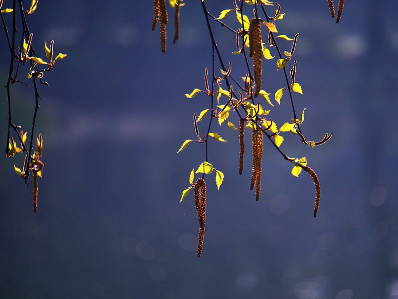 Ombelles d'arbres par Edgar Schermaul